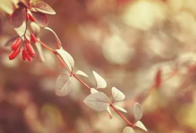 ​顾城门前想表达什么爱情（顾城门前赏析）