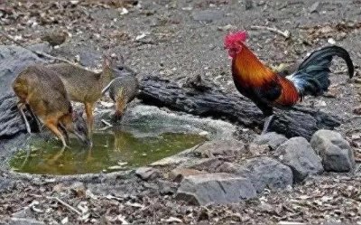 ​大明山奇遇：珍稀金斑喙凤蝶低海拔现身记