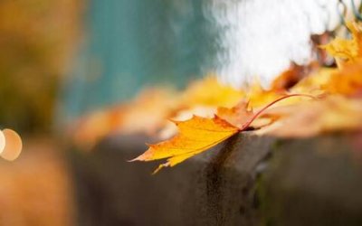 描写爱情的诗句古诗大全，歌颂爱情的古诗词