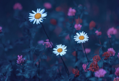 ​24节气冬至时节朋友圈唯美文案说说语录（100句）