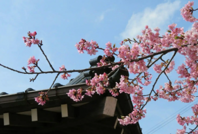​桃花语录