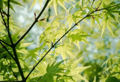 ​和平精英名字古风简单干净（又怂又可爱的和平精英名字古风）